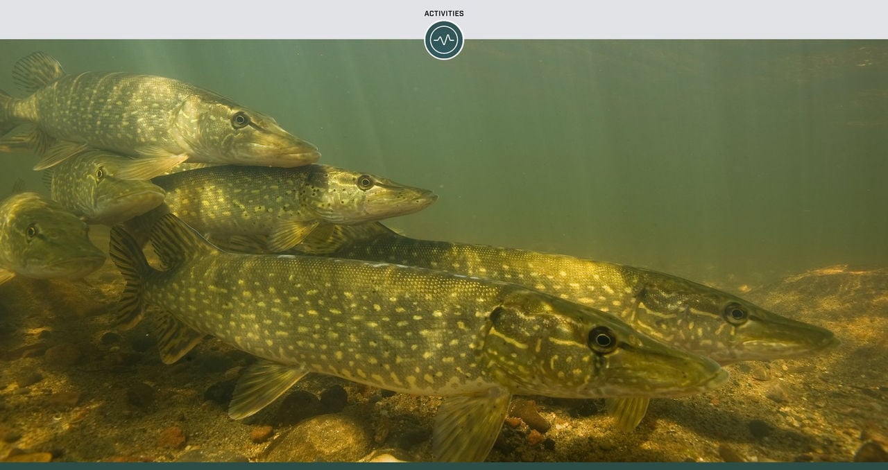 Open-mouthed large pike with drops of running water in the